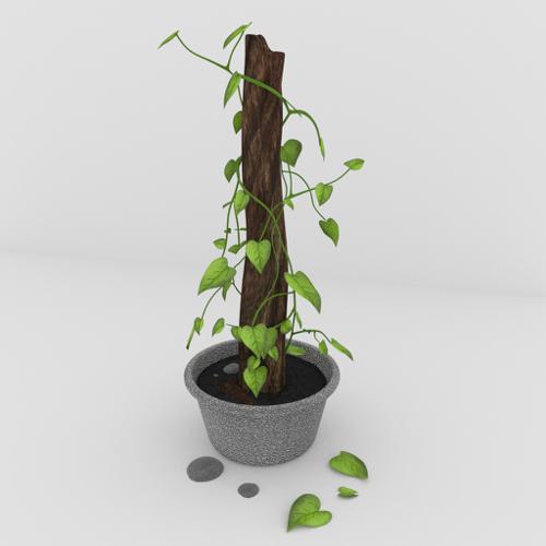 Money Plant preview image